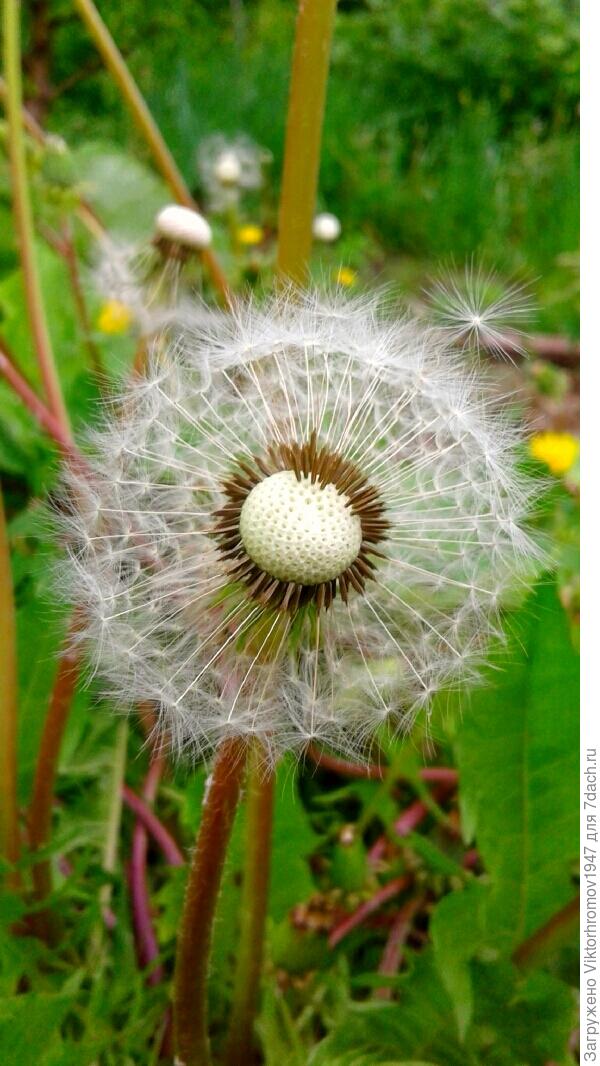 УМНЫЙ  ОДУВАНЧИК