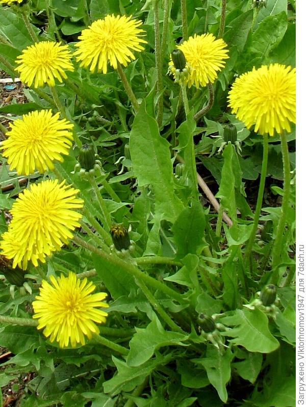 СЕМИДАЧНЕНЬКИЙ