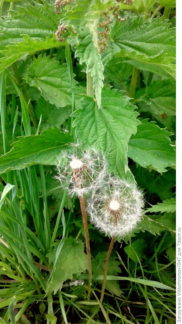 в крону КРАПИВЫ