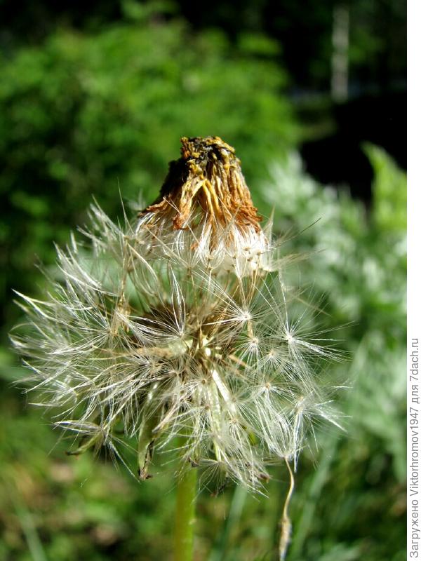 ЛЕТОМ НУЖНА ПАНАМА