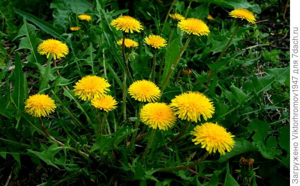 Молодые &amp;quot;Одуваны&amp;quot;