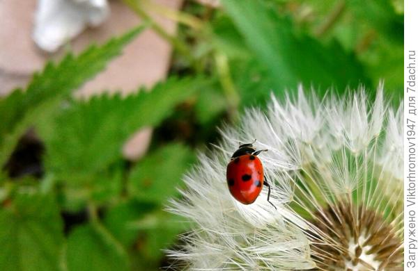 Лечу дальше...