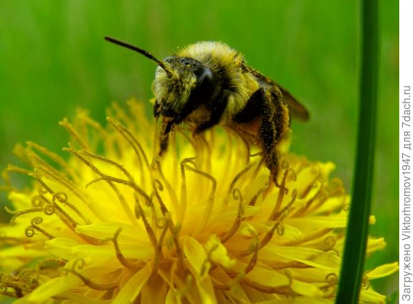 Я НАСТОЯЩИЙ ШМЕЛЬ