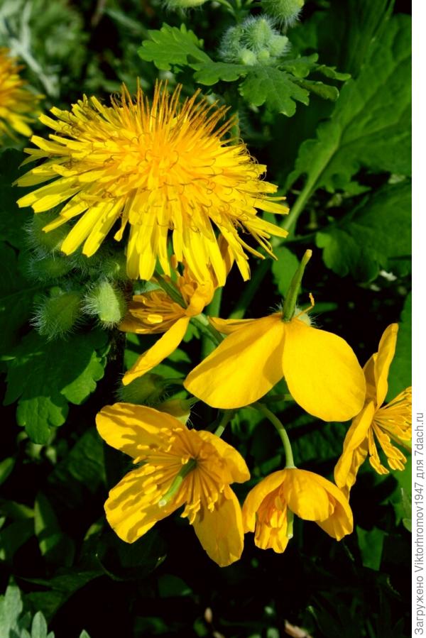 СОРНЯКИ - Одуванчик и Чистотел.