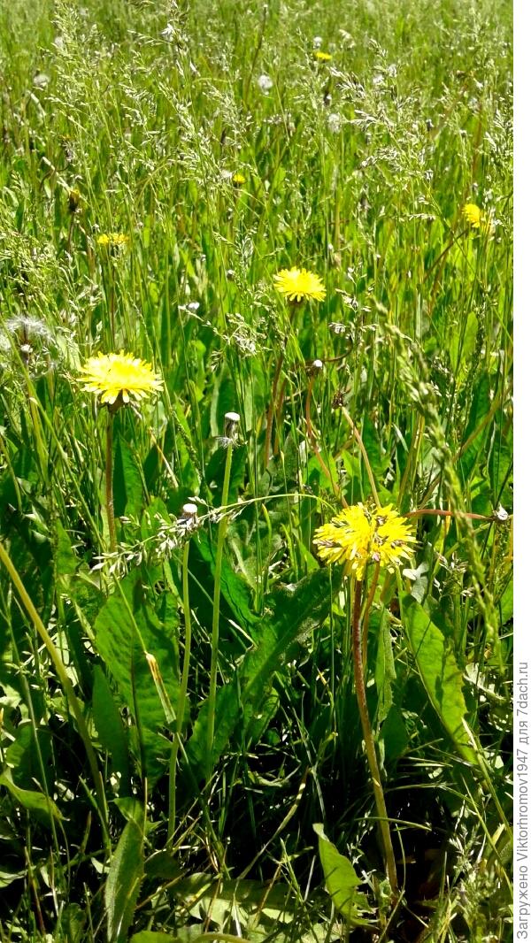 украшают Оренбургскую степь