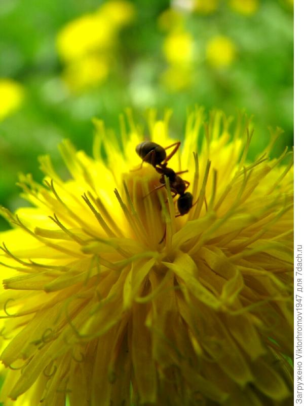 ВОН  ГДЕ  МЁД