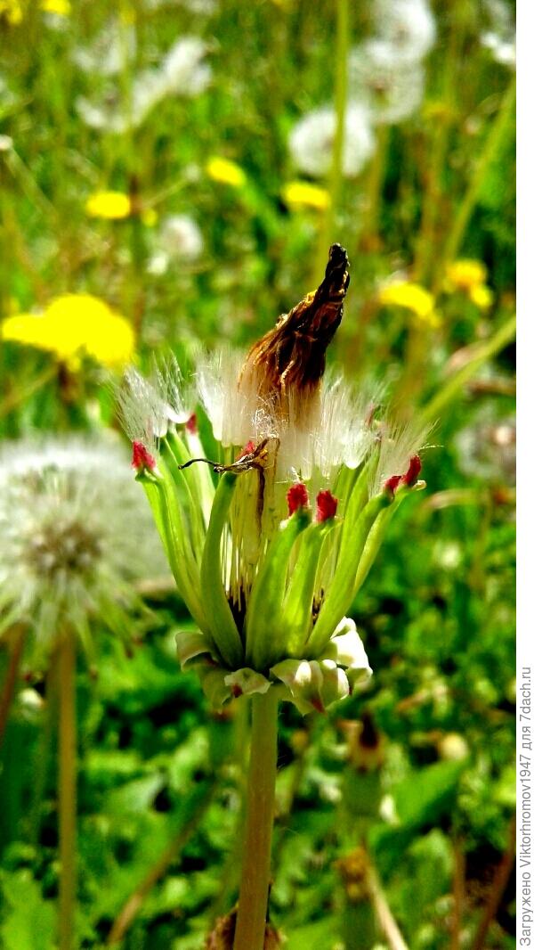 ДЮЙМОВОЧКА