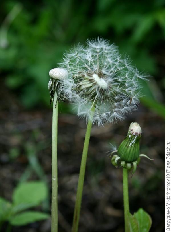 ПОСЛУШАЙ  БЫВАЛЫХ...