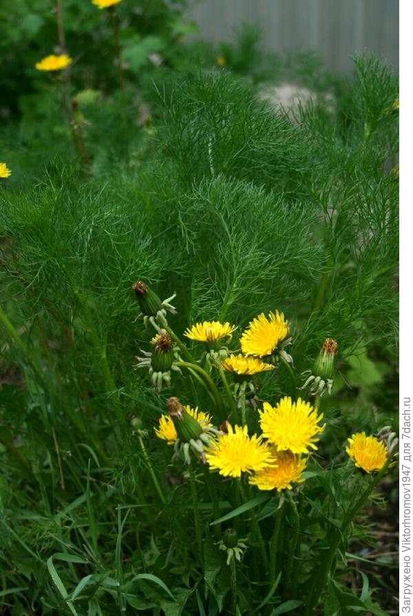 Красиво пристроились.