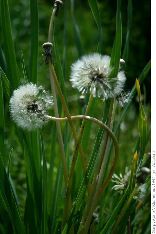 ВЕТРОМ СДУЕТ