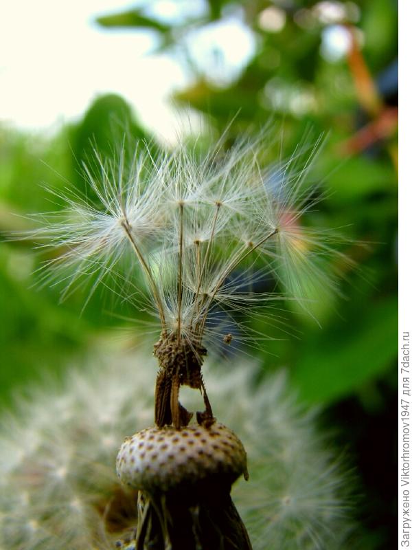 БУКЕТИК ЛЕТУ