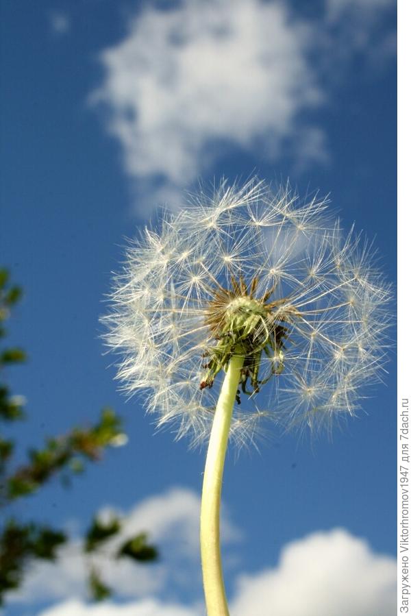 Счастье ОДУВАНЧИКА