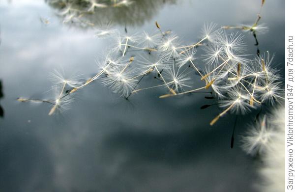 ОДУВАНЧИКА