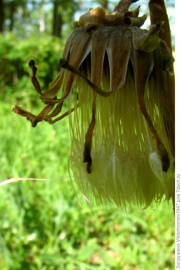 СТАРЕЙШИНА