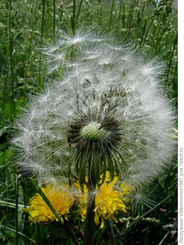 СТАРЕЙШИНА