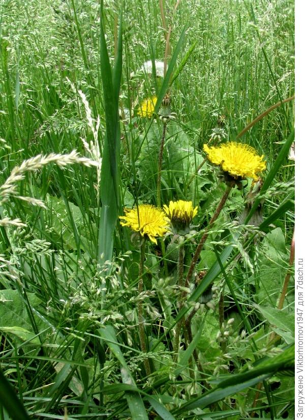 на лесной полянке.