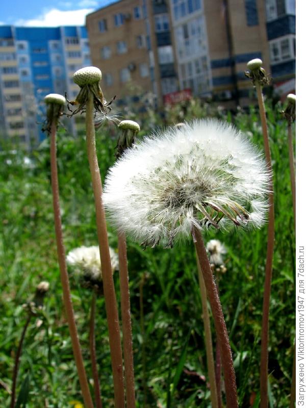 ГОРОДСКИЕ...