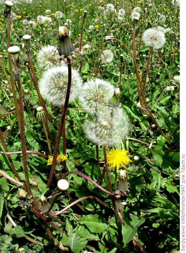 по просторам...по просторам