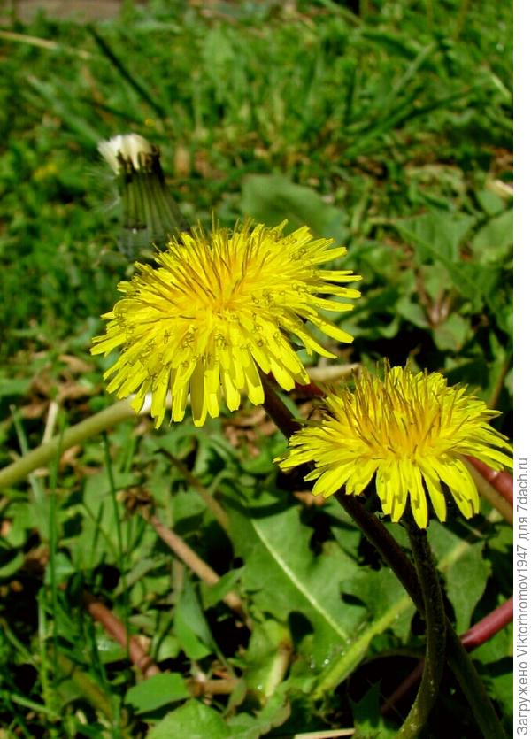 ДОБРЫ МОЛОДЦЫ!