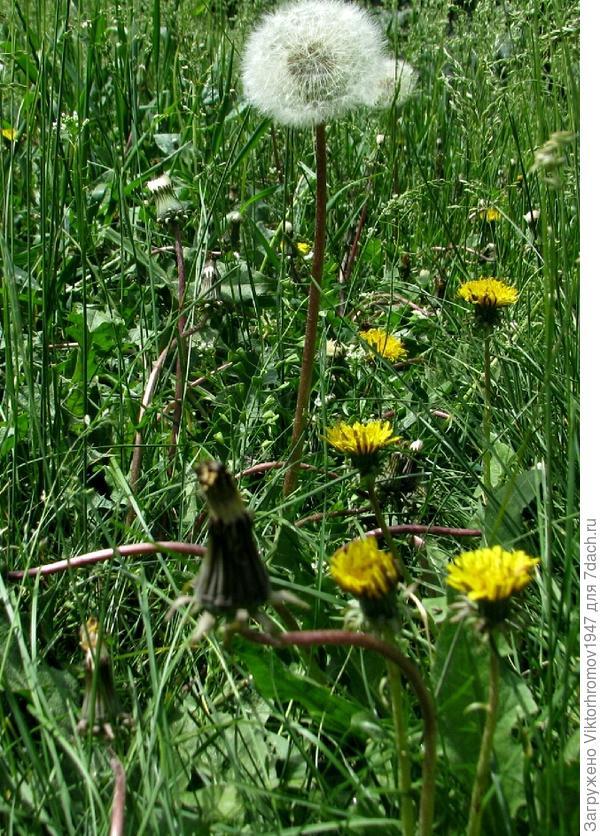 Самый взрослый