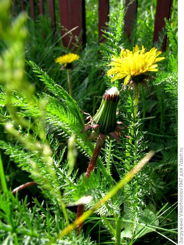 под забором