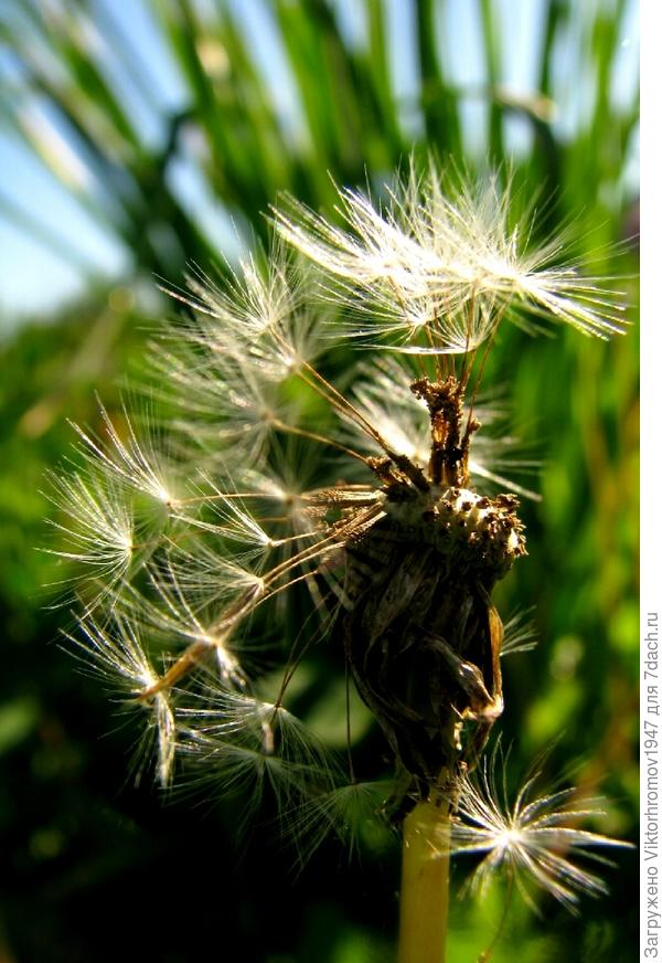 наш ОДУВАНЧИК