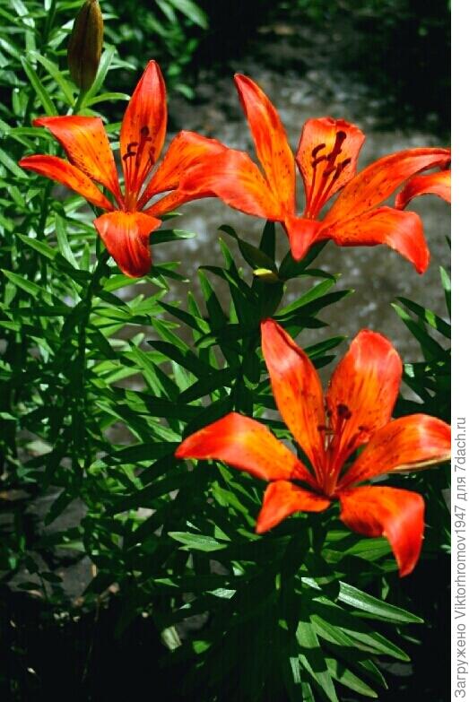 УРА!  Ура! Ураааааа!!!