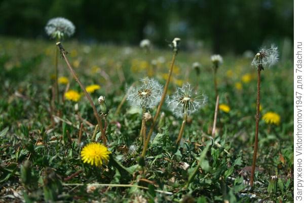 Весёлая летняя полянка
