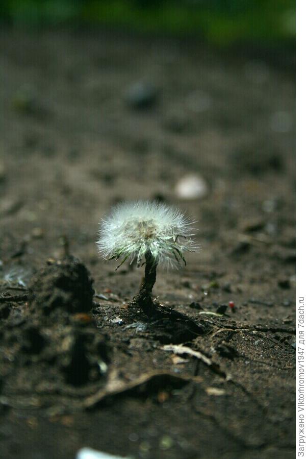 Добрый гномик