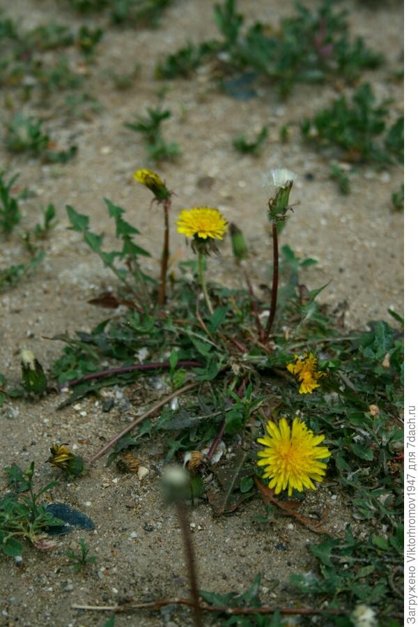 к Южно Уральской почве.