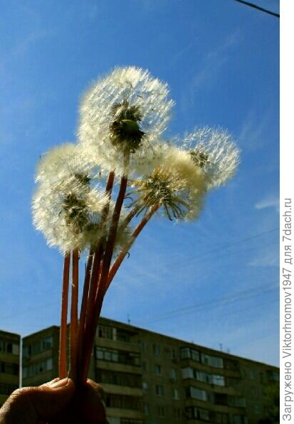 САМЫЙ ВОЗДУШНЫЙ БУКЕТ