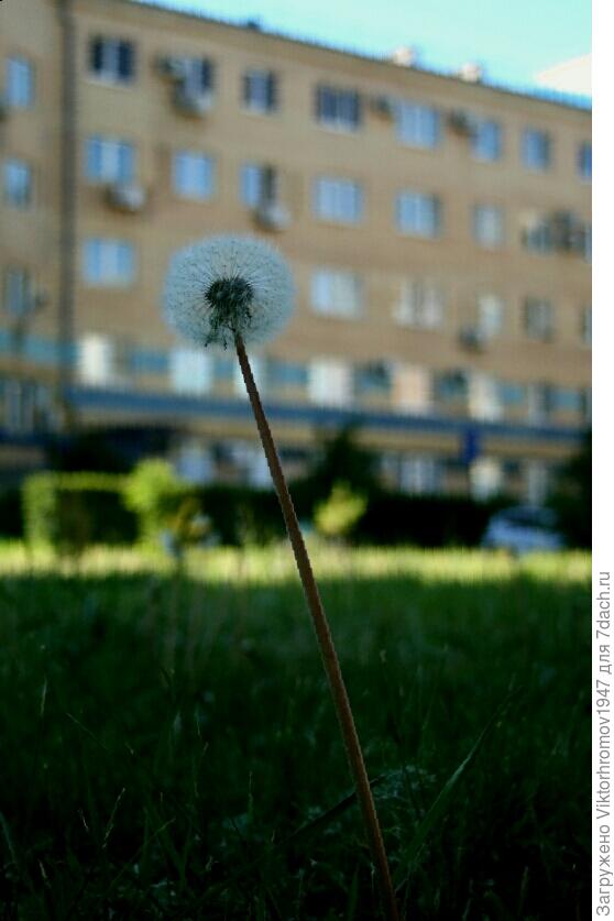 ОДИНОКИЙ СТРАННИК