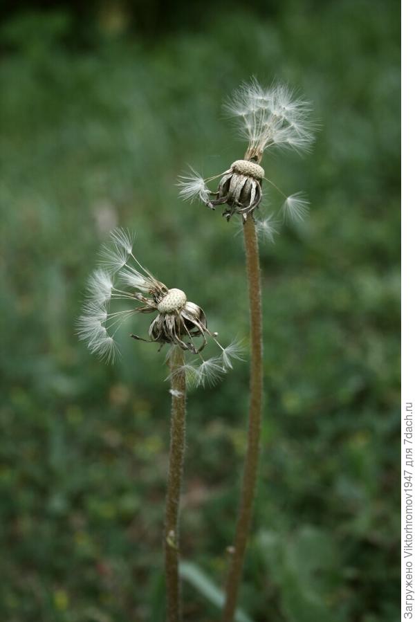 Где родился, там и сгодился!