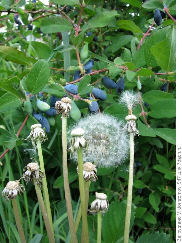 Притихли под жимолостью...