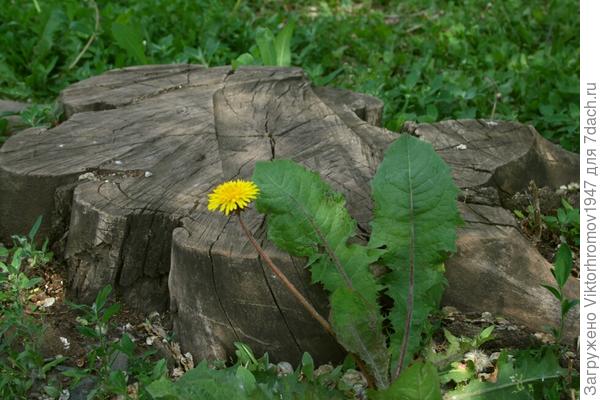УКРАСИЛ ЕГО