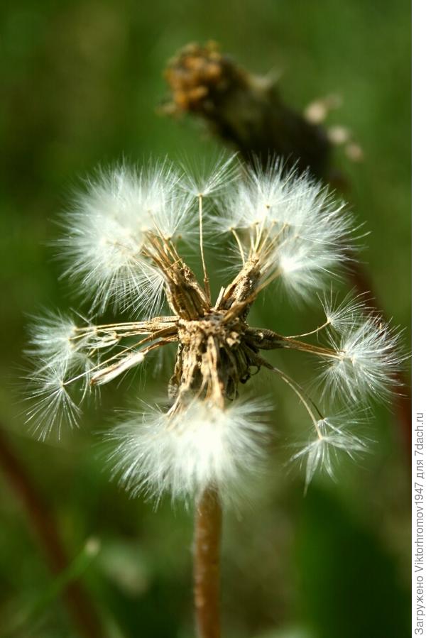 Колесо обозрения