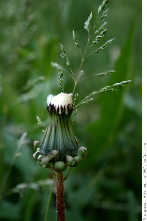 УТРОМ ПРОЯВИТСЯ ВСЯ КРАСОТА