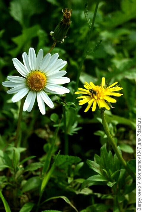 Только жёлтенький