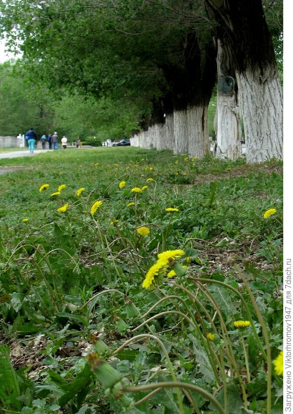 Наступило лето...