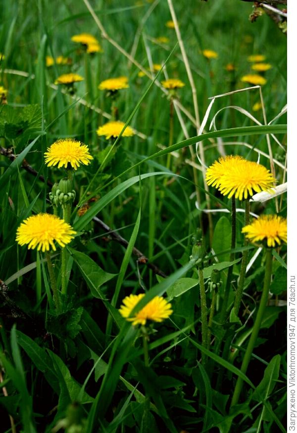 ЗАЛИВНОЙ  ЛУГ