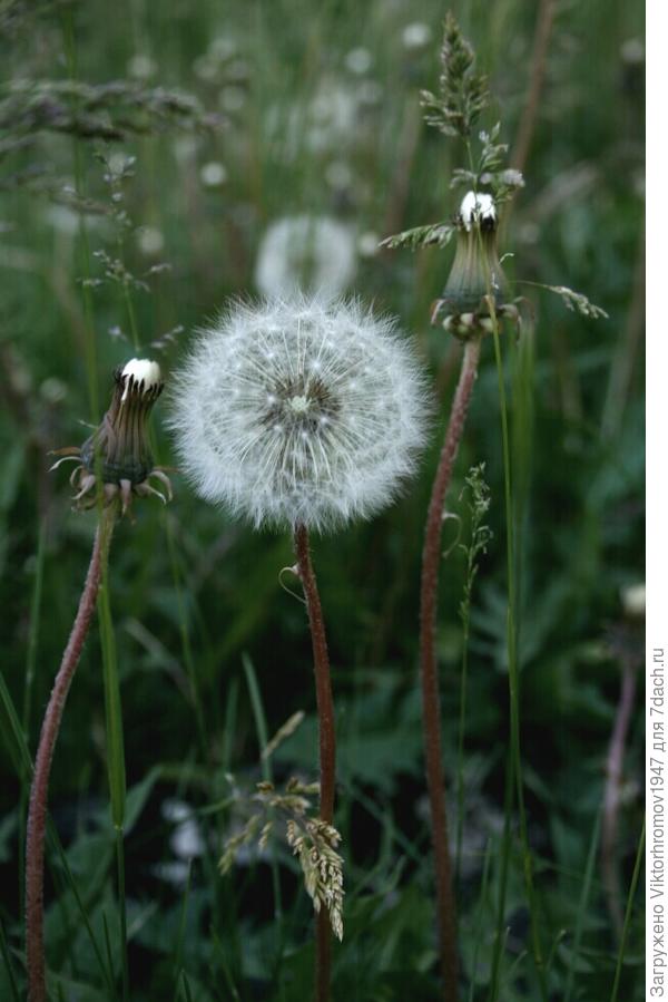 КРАСИВАЯ СЕМЕЙКА