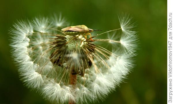 СМОТРОВАЯ ПЛОЩАДКА