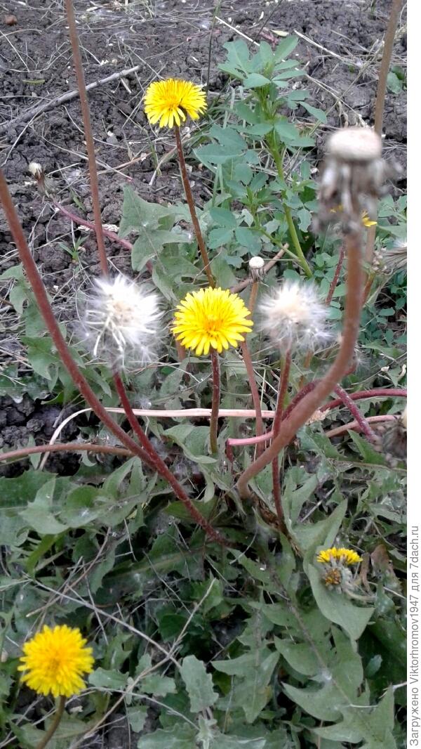 ОДУВАНЧИКОВ