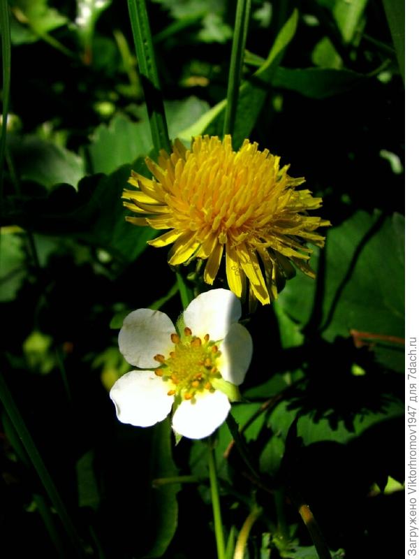 Счастливое соцветие!