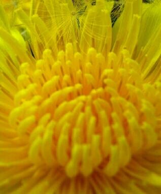 Вот лозунг мой и солнца!