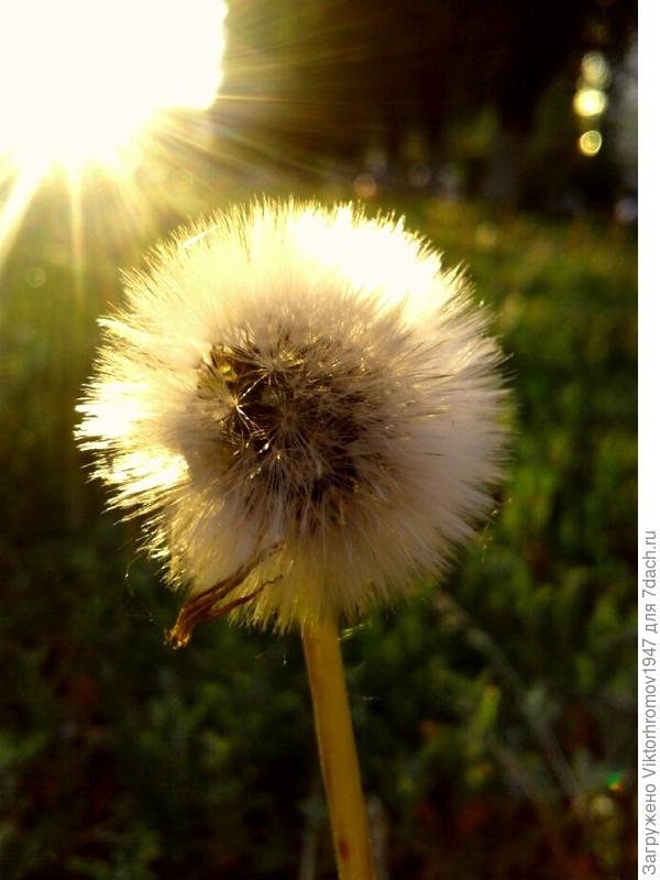 Счастливый ОДУВАНЧИК