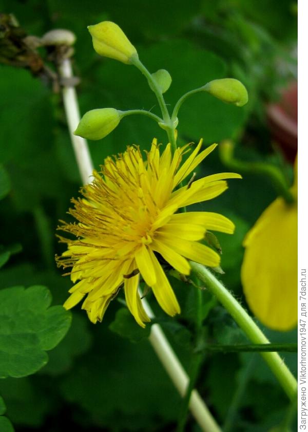 Вот и наступило настоящее лето...