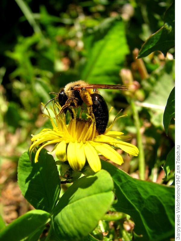 Мёд то нужен...