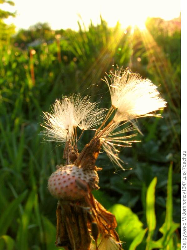 Доброе утро...Страна!