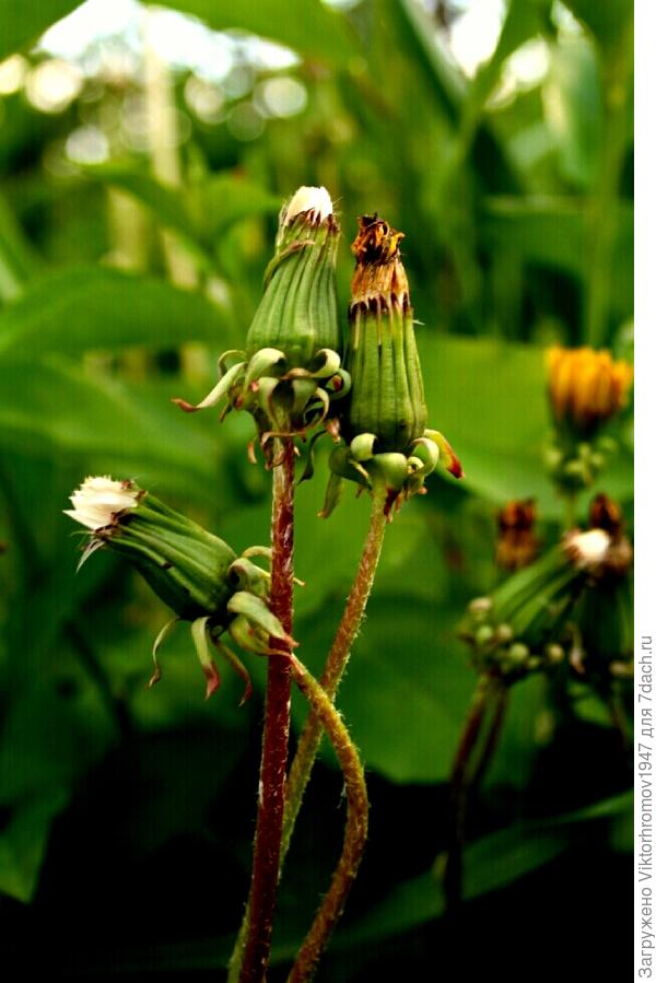 ТРЕТИЙ ЛИШНИЙ...